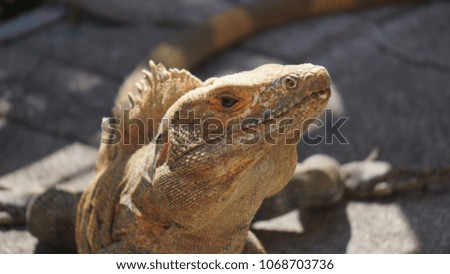 close up of an iguana 
