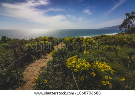 Beautiful yellow wildflowers blooming and covering Point Dume with a hiking trail running through the patch of flowers, Malibu, California Royalty-Free Stock Photo #1068706688
