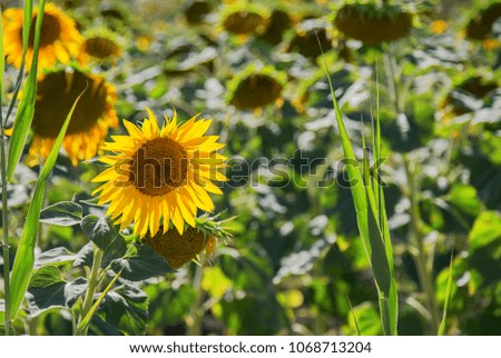sunflower closeup in sunflowers field