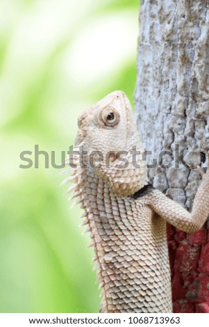 Chameleon close up 