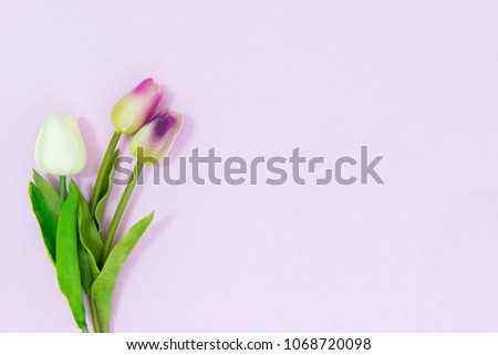 Pink Tulip on Pink Background. Copy space