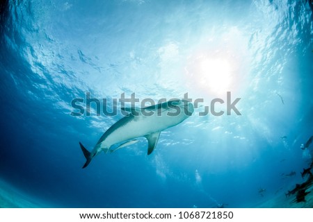 Tiger Shark at Tigerbeach, Bahamas