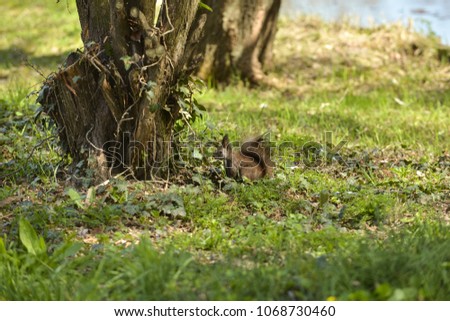 A squirrel on the grass on a sunny day.