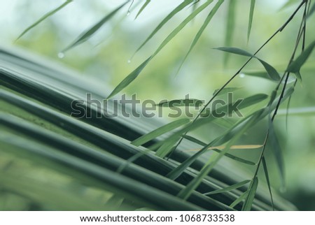 Bamboo leaves and clump with drops in a fresh clear morning air. Image made in blurred and cool tone for background in simple and calm of a zen mood.