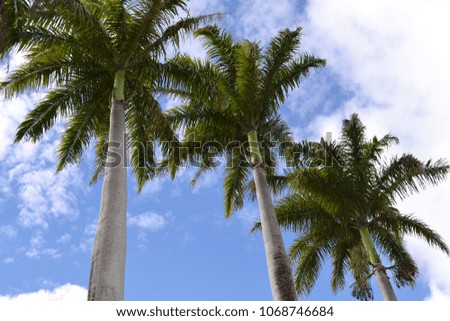 Majestic royal palms against a blue tropical sky, New Caledonia. 
