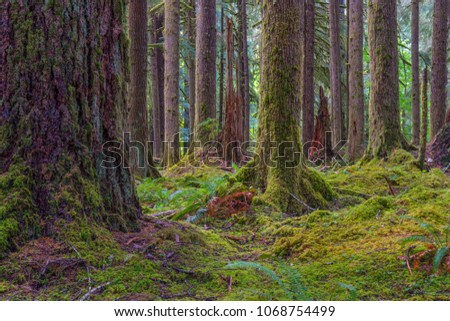 Forest scene in the Ancient Forest of Olympic National Park