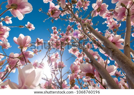 Perfect nature background for spring or summer background. Pink magnolia flowers and soft blue sky as relaxing moody closeup
