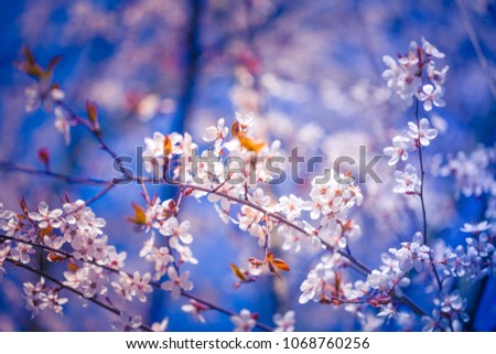 Perfect nature background for spring or summer background. Pink cheery blossom flowers and soft blue sky as relaxing moody closeup
