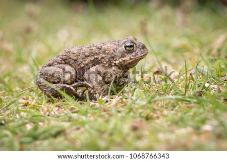 The natterjack toad (Bufo calamita) is a toad native to sandy and heathland areas of Europe.