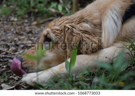 Puppy Golden Retriever licking his nose after Hiking in Okinawa, Japan