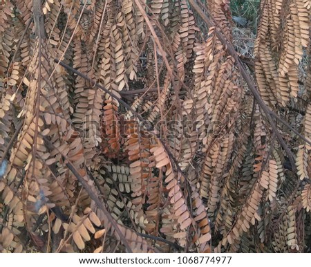 dry leafs brown color