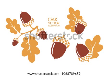 Oak. Branch. Isolated acorns on white background Royalty-Free Stock Photo #1068789659