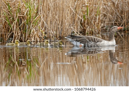 Gray goose (Anser anser) with her goslings on a Pond, wildlife, Germany