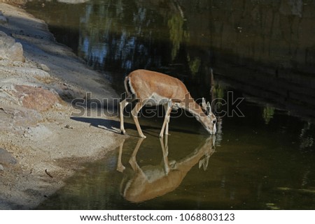 Deer drinking water from the creek