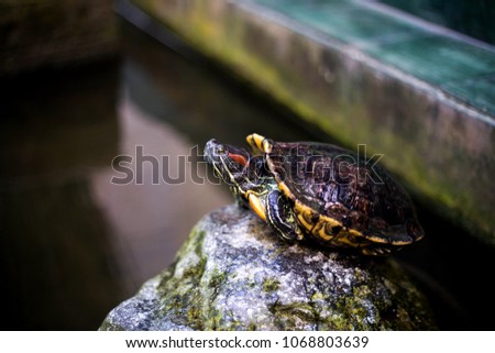 Turtles sunning at the pond,Freshwater turtles