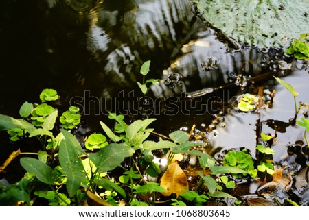 Reflective Green Pond