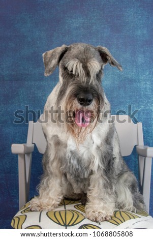 Schnauzer dog portrait