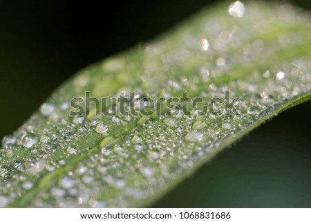 Abstract background with shallow depth of field of dew on blade of grass after rainy night