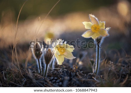 Yakutia. Pasque flowers