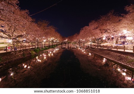 Cherry blossoms at night -Hyoutan' ike in Saijo city, Ehime Prefecture, Japan-