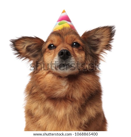 close up of brown furry dog with colorful balloons birthday hat on white background