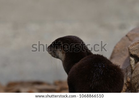 
Otter - carnivorous mammals in the subfamily Lutrinae.