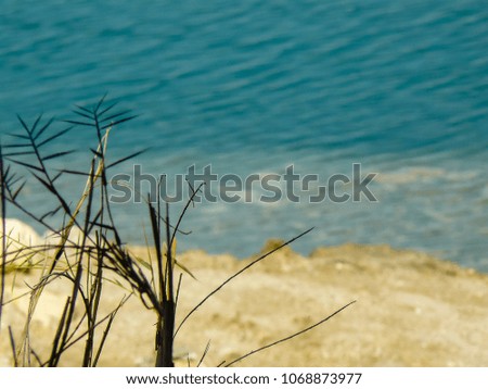 View of plants and nature around the Dead Sea in Israel