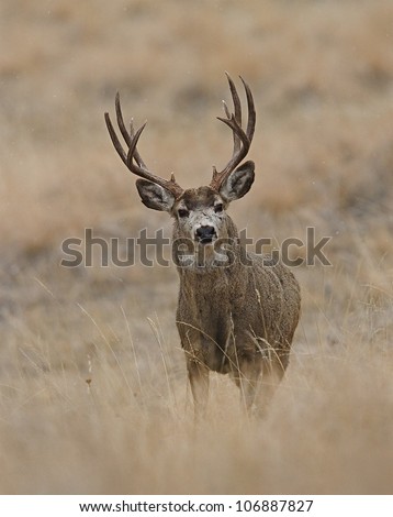 Mule Deer Buck in prairie grasslands, vertical format
