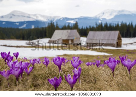 Close-up of marvelous blooming crocuses in the Carpathian mountains valley. Blurred image of shepherds hut and mighty mountains covered with forest in distance. Beauty of nature concept background.
