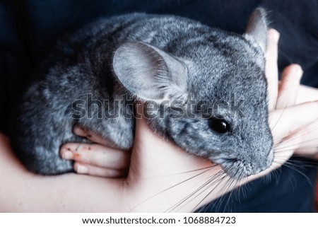Grey chinchilla is sitting on the hands