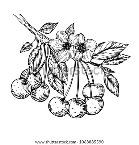 Cherry branch blossom with flower and berries engraving raster illustration. Scratch board style imitation. Black and white hand drawn image.
