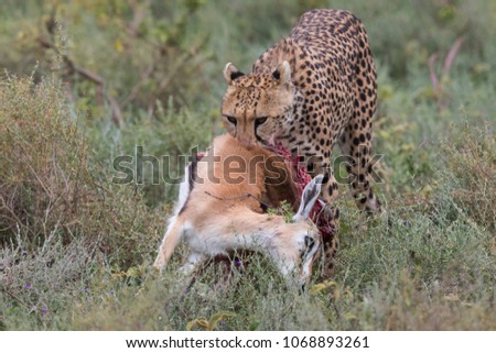 The cheetah eats prey after a successful hunt. It is a good pictures of wildlife. Photos made with short distance and excellent light.