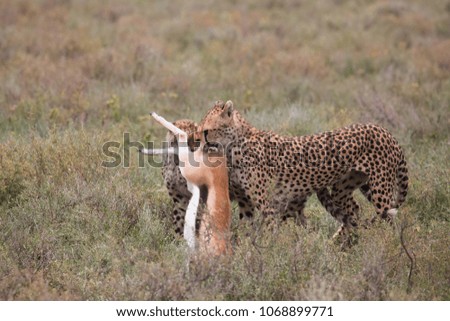 The pair of cheetahs eat prey after a successful hunt. It is a good pictures of wildlife. Photos made with short distance and excellent light.
