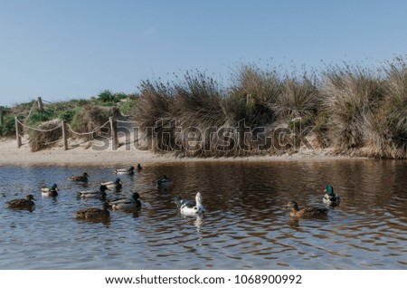 Photograph of some ducks on one of the beaches of Menorca.