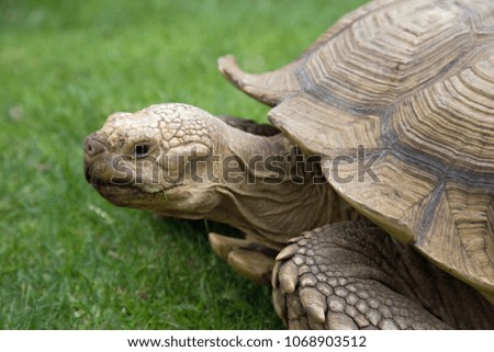 Close up of a tortoise in the grass