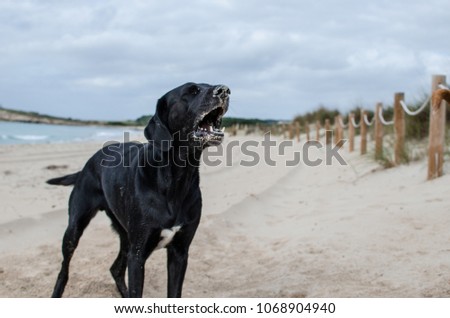 Photograph a dog barking on one of the beaches of Menorca.