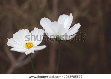 Nature flower image