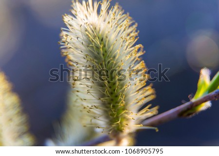 Flowering willow close up. Willow blossom. Flowering pussy willow  on  blue  blurred background,  macro. 