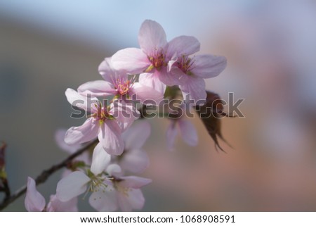 White spring blossom