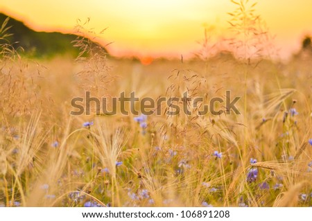 Barley field with cornflowers against sunset sky Stock Photo
