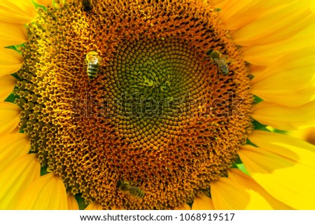 bees gathering pollen of the sunflower. insect on yellow flower close up
