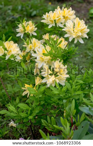 The Japanese yellow deciduous rhododendron (Rhododendron molle japonicum)