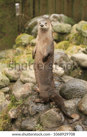 standing otter posing