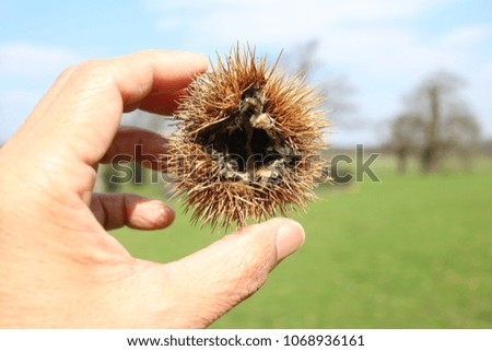 An empty chestnut cases closed up with blurry blue sky, green field and tree in background. Chestnut shell in hand Holding in front of blurred background 