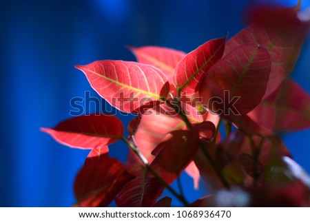 plant with red leaves in front of blue background