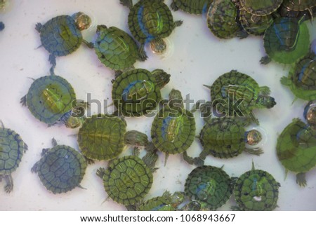 Little Green Turtles in Pet Shops Background Concept