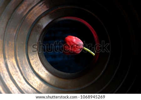 Plastic tulip flower taken through a metal circle.