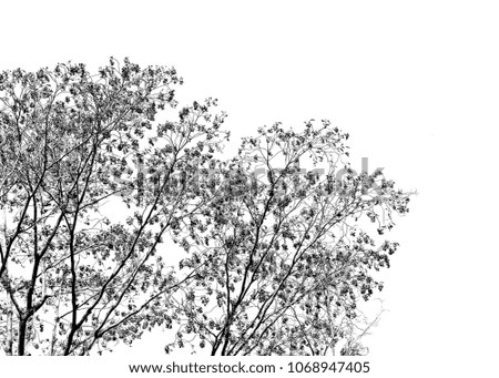 Black and white photo of dry tree branches.