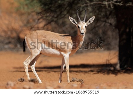 Male Arabian sand gazelle (Gazella marica), Arabian Peninsula  
 Royalty-Free Stock Photo #1068955319