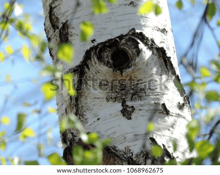 Close up of the black spot on the white bark of the birch tree (Betula) after a broken branch. Poland, Europe         